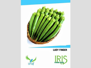 Iris F1 Hybrid Bhindi Seeds