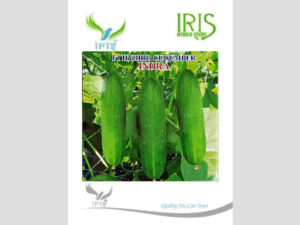 Iris Indra F1 Hybrid Cucumber Seeds