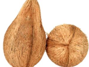 Coconut Large Kalash