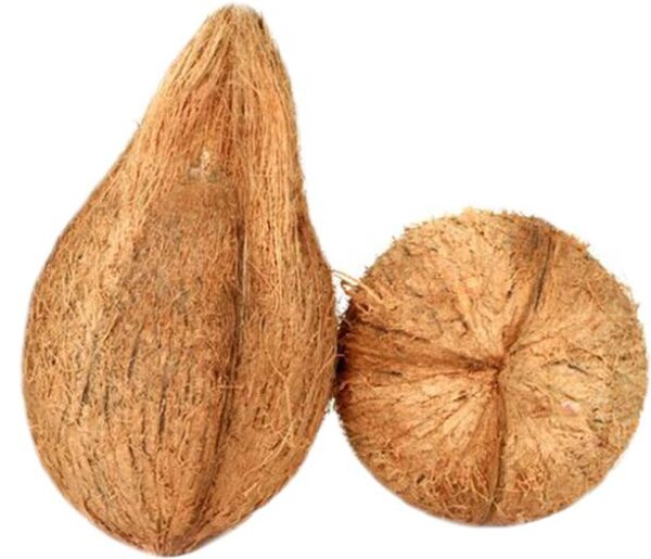 Coconut Large Kalash