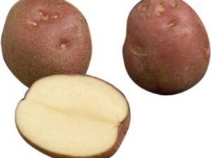 Potato Surya Premium