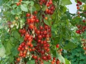 Crapulous CHERRY TOMATO Seed