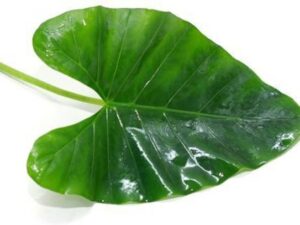 Colocasia Leaf