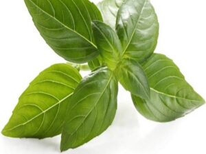 Basil - Italian