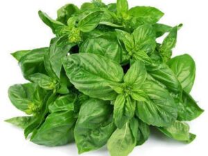 Basil Leaves
