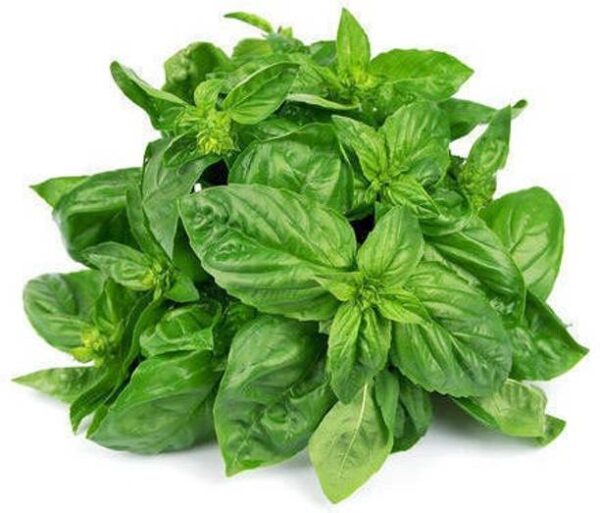 Basil Leaves