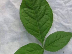 Urban Harvest Bilwa Leaves (Bel Patra) Leafy