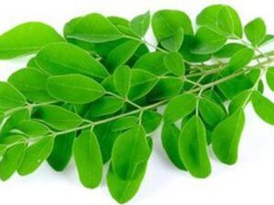 Moringa Fresh