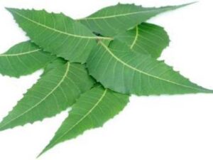 Neem Leaves