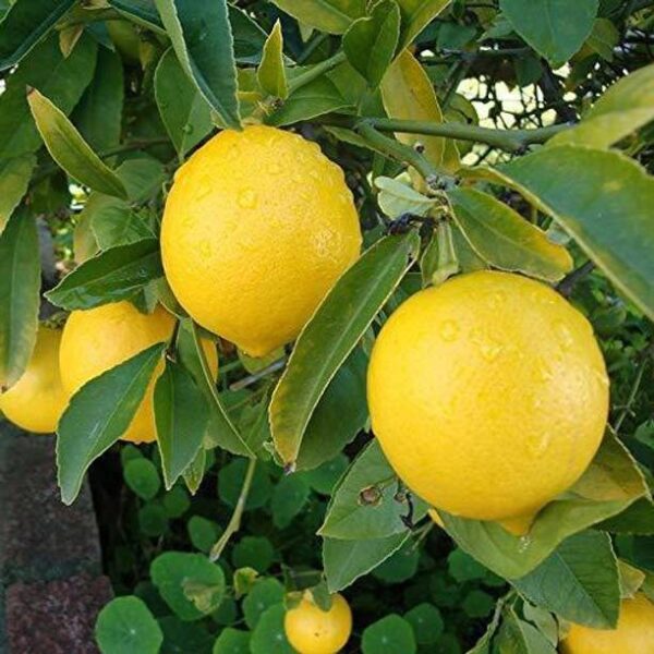 TRICONE Lemon Seed