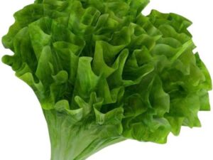 Lettuce Summer Crisp