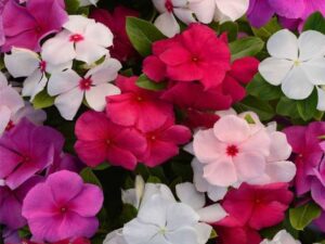 Crapulous Vinca Mix Flower Seed