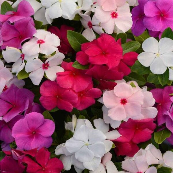Crapulous Vinca Mix Flower Seed