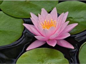 OhhSome Flower Seeds : Indian Lotus Pink Flower Nelumbo...