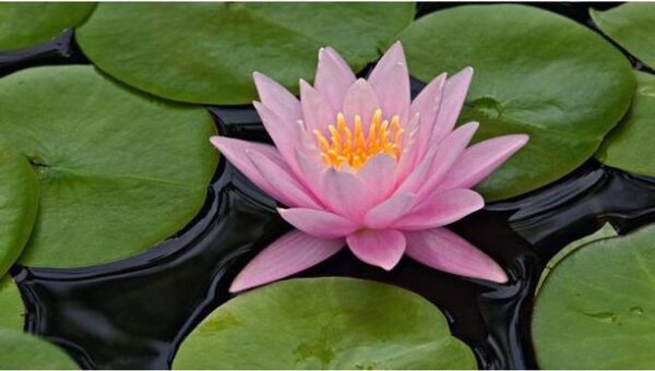 OhhSome Flower Seeds : Indian Lotus Pink Flower Nelumbo...