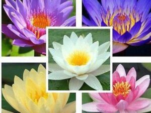 OhhSome Flower Seeds : Lotus Flower Seeds Mixed Colour ...