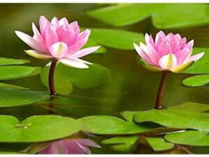 OhhSome Flower Seeds : Lotus Flower Seeds Nelumbo Nucif...