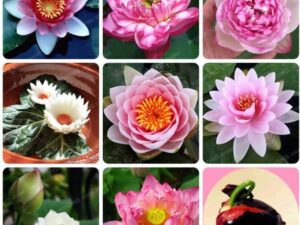 OhhSome Flower Seeds : Lotus Seeds For Pots 15 Seeds- E...