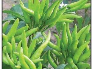 Crapulous GREEN CHILL Seed