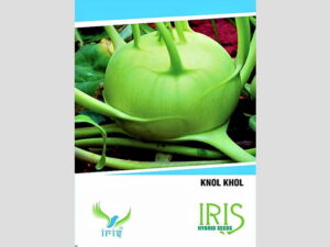 Iris Imported Knol Khol Seeds