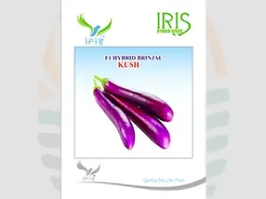 Iris Kush F1 Hybrid Brinjal Seeds