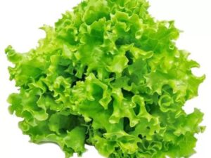 Lettuce Green