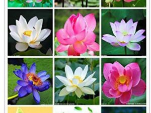 OhhSome Flower Seeds : Lotus Seeds For Home Garden Flow...