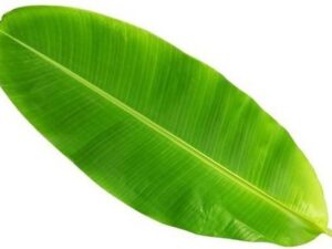 Banana Leaf