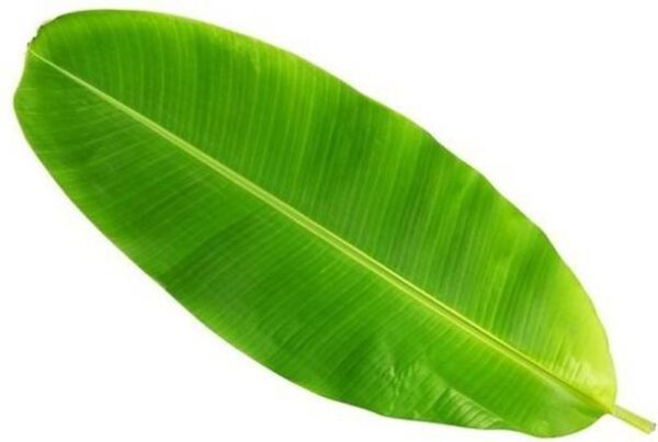 Banana Leaf
