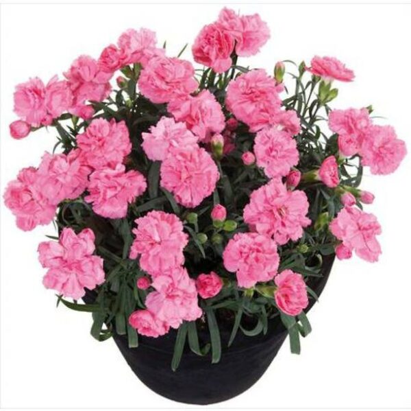 OhhSome Flower Seeds : Dianthus Flower Seeds Seeds Flow...
