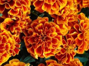 OhhSome Flower Seeds : French Marigold-Dbl Bicolour Hou...