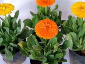 OhhSome Flower Seeds : Garden Marigold Mixed Seeds Gard...
