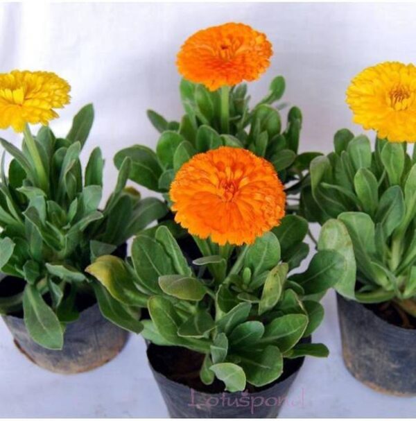 OhhSome Flower Seeds : Garden Marigold Mixed Seeds Gard...