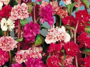 OhhSome Flower Seeds : Garland Flower Seeds For Basket ...