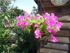 OhhSome Flower Seeds : Godetia Lavender Mix Basket Mix ...
