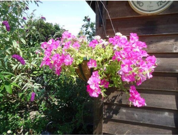 OhhSome Flower Seeds : Godetia Lavender Mix Basket Mix ...