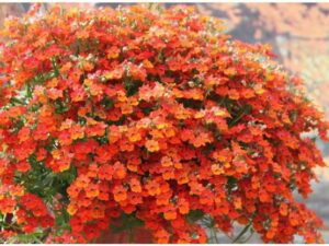 OhhSome Flower Seeds : Hanging Nemesia Flower Seed Pack...