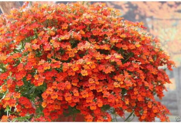 OhhSome Flower Seeds : Hanging Nemesia Flower Seed Pack...