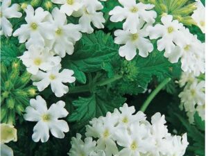 OhhSome Flower Seeds : Hera'S Tears White Low Maintenan...