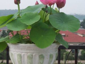 OhhSome Flower Seeds : Light Pink Bowl Lotus Seeds Seed...