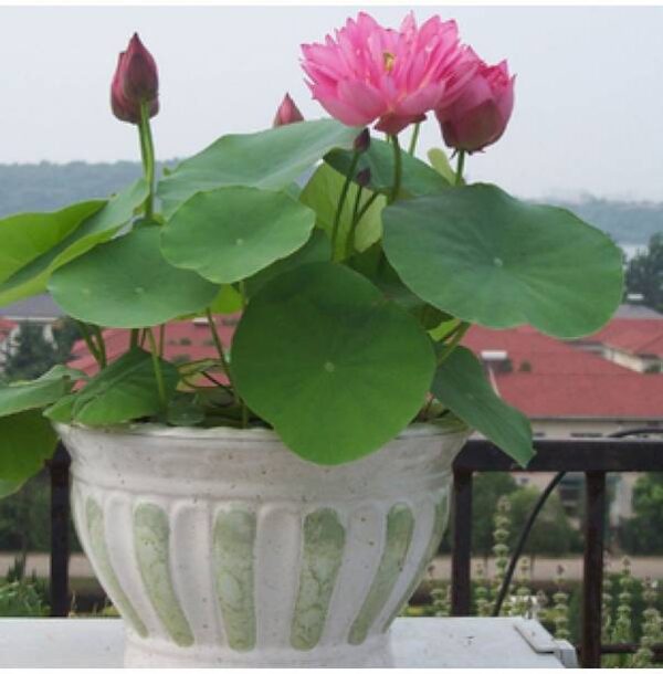 OhhSome Flower Seeds : Light Pink Bowl Lotus Seeds Seed...