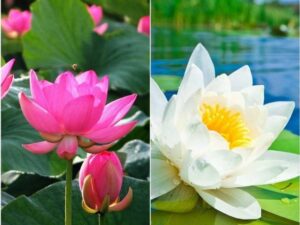 OhhSome Flower Seeds : Lotus Flower Seeds Pink & White ...