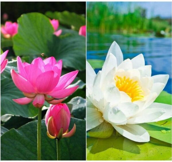 OhhSome Flower Seeds : Lotus Flower Seeds Pink & White ...