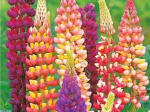 OhhSome Flower Seeds : Lupine Mixed Colour Garden Seeds...