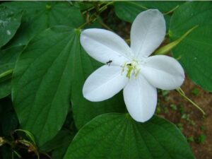 OhhSome Flower Seeds : Mandaram Kerala Flower Seeds Gar...
