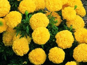 OhhSome Flower Seeds : Marigold-Dhan Basanti Easily Blo...