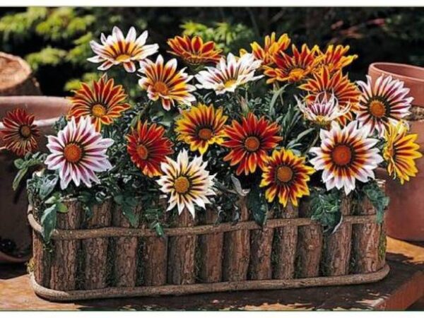 OhhSome Flower Seeds : Ornamental Flower Gazania Mix Se...