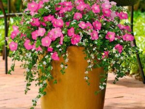 OhhSome Flower Seeds : Petunia Hybrid Mixed Flower Seed...