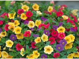 OhhSome Flower Seeds : Petunia Seeds Flea Mix Flower Se...