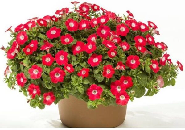 OhhSome Flower Seeds : Red Petunia White Star Hanging B...